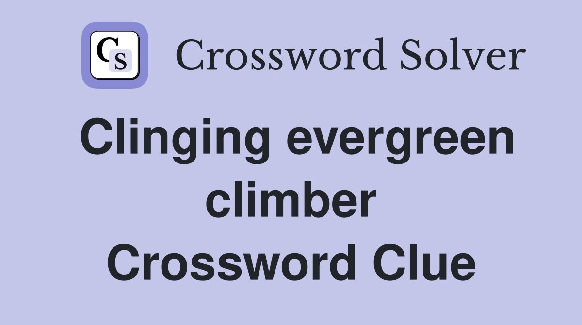 Clinging evergreen climber Crossword Clue