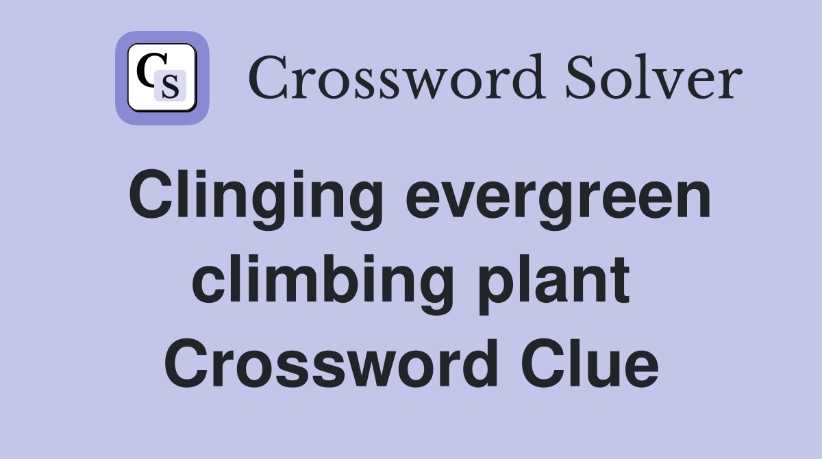 Clinging evergreen climbing plant Crossword Clue