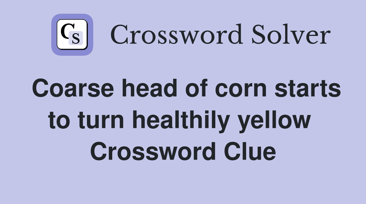 Coarse head of corn starts to turn healthily yellow  Crossword Clue