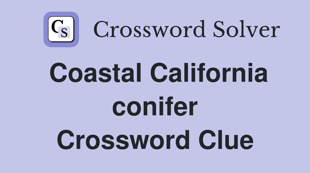 Coastal California conifer Crossword Clue