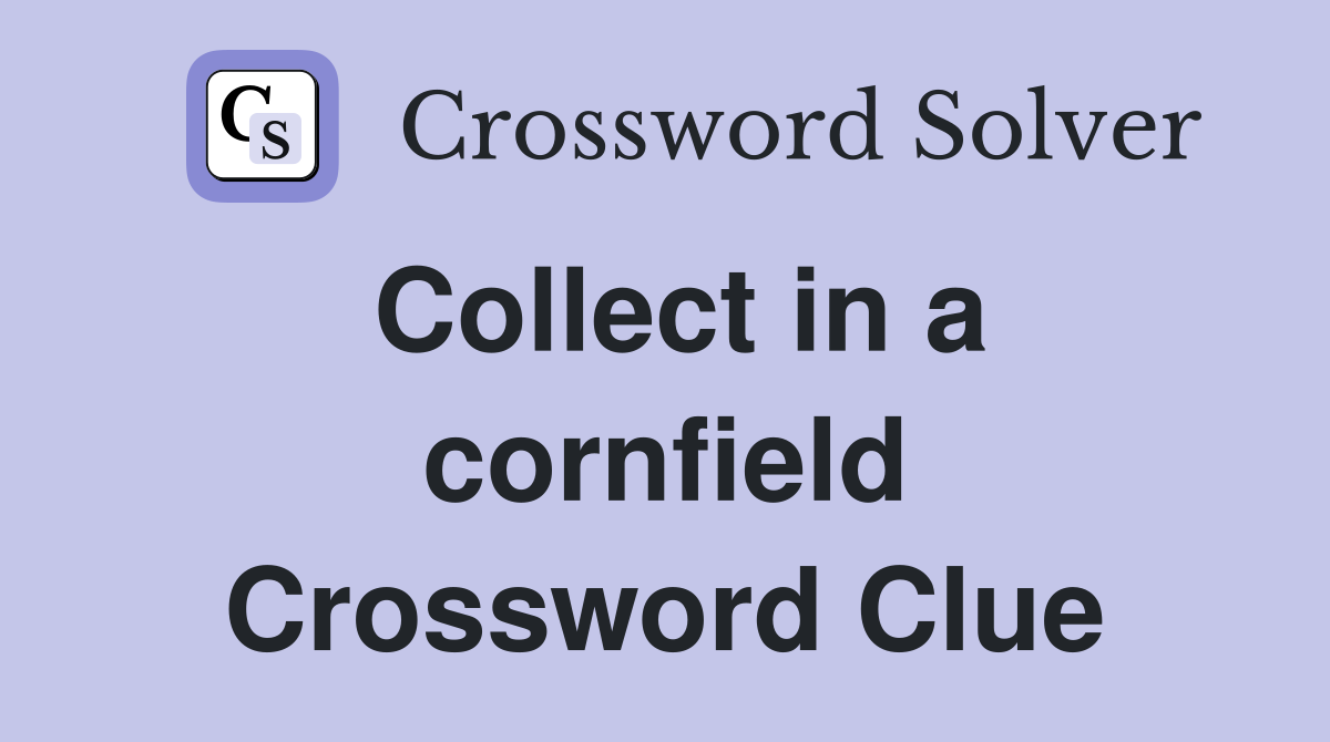 Collect in a cornfield Crossword Clue