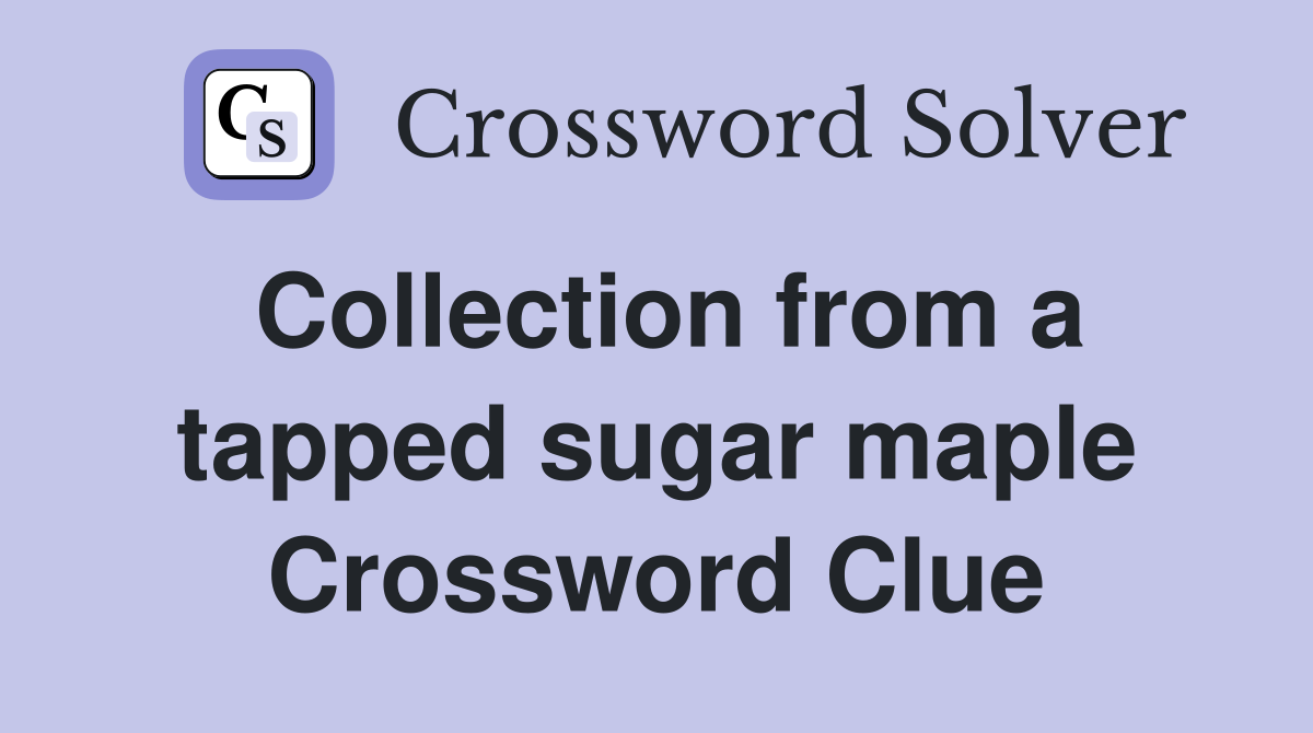 Collection from a tapped sugar maple Crossword Clue
