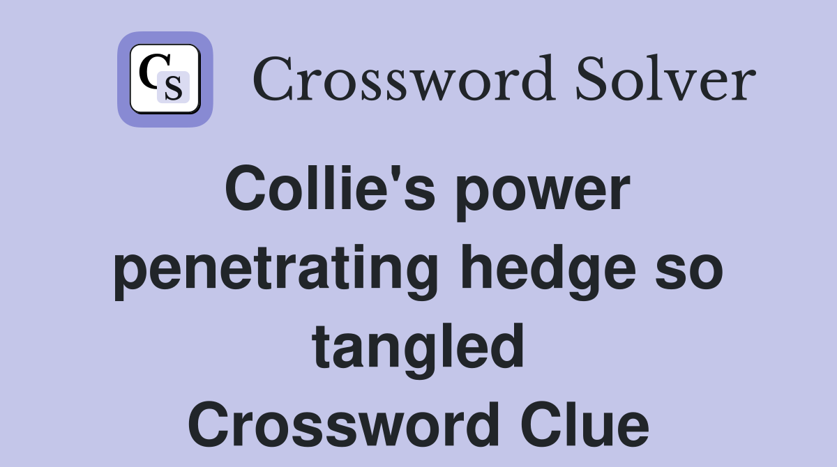 Collie's power penetrating hedge so tangled Crossword Clue