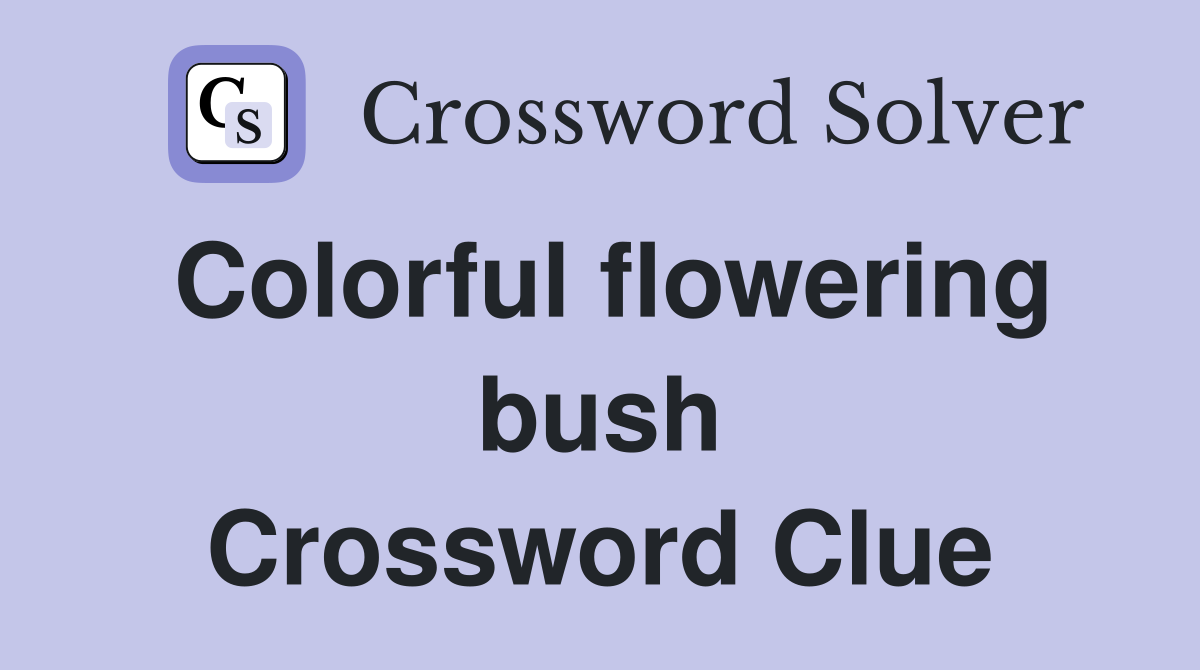 Colorful flowering bush Crossword Clue
