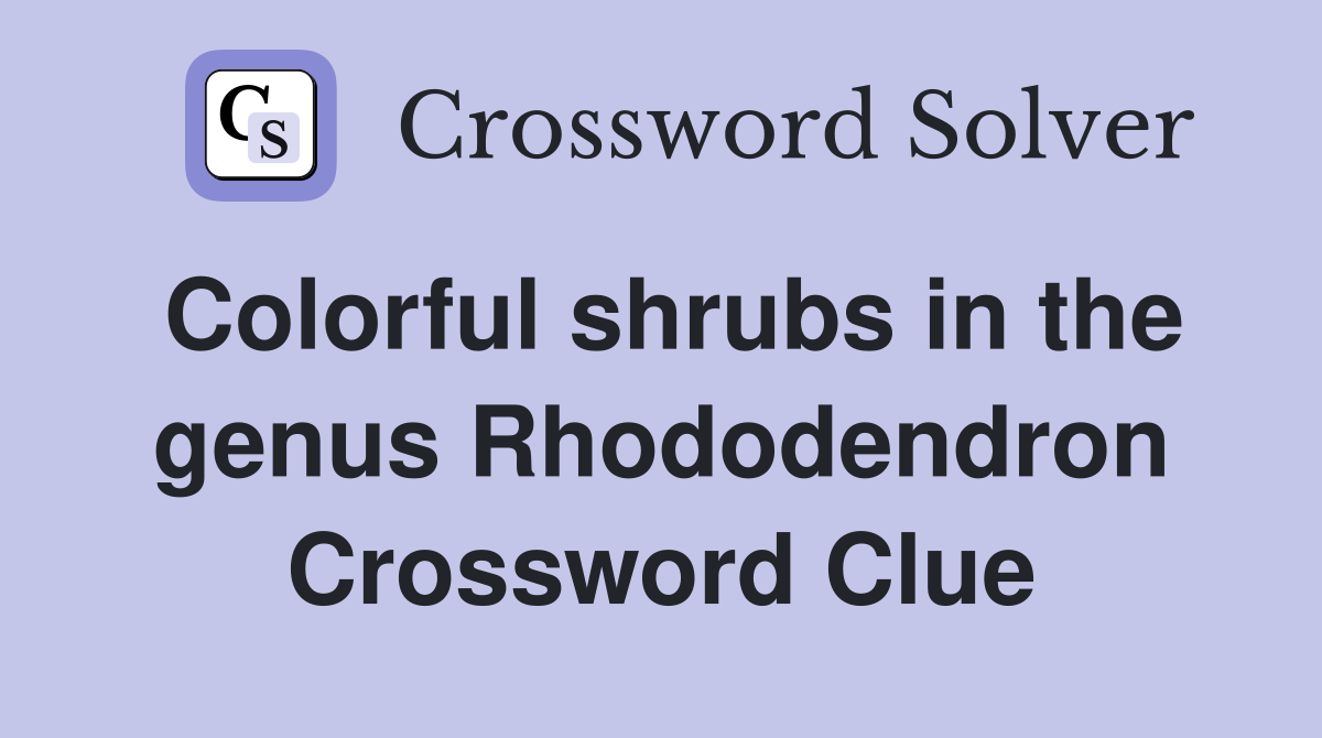 Colorful shrubs in the genus Rhododendron Crossword Clue