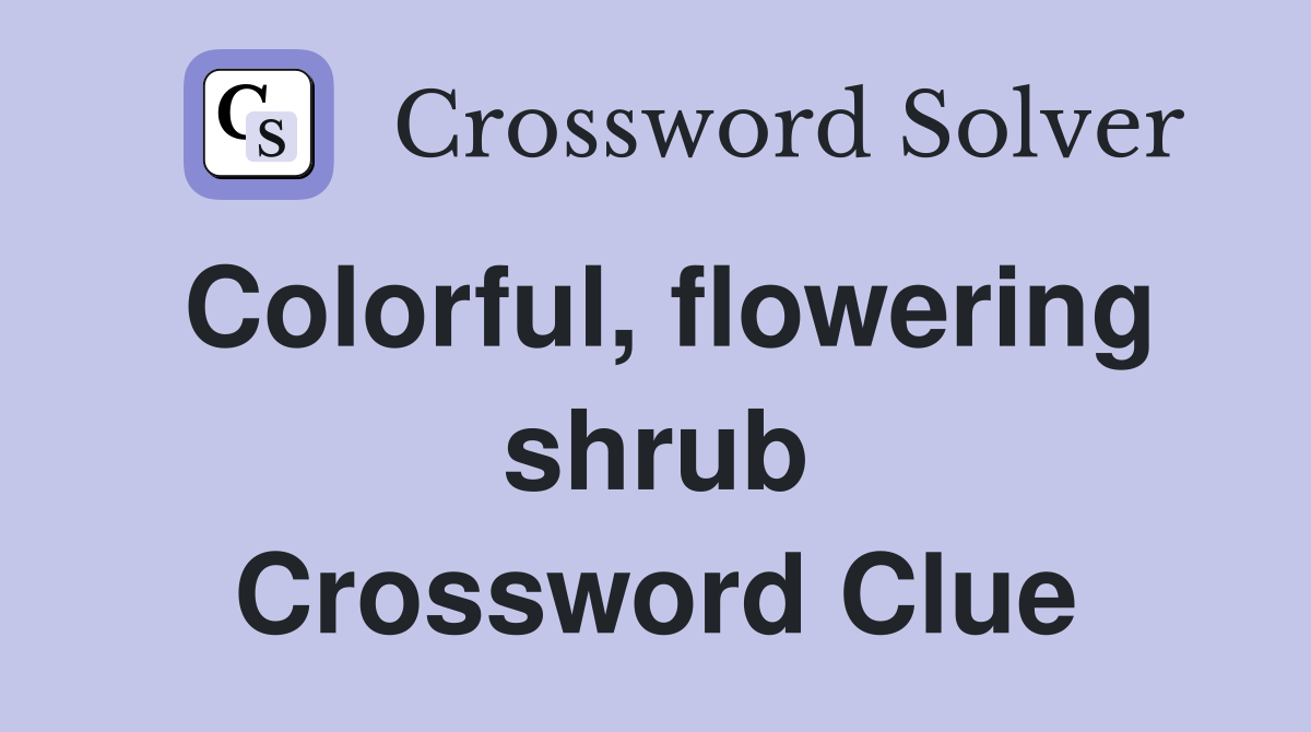 Colorful, flowering shrub Crossword Clue