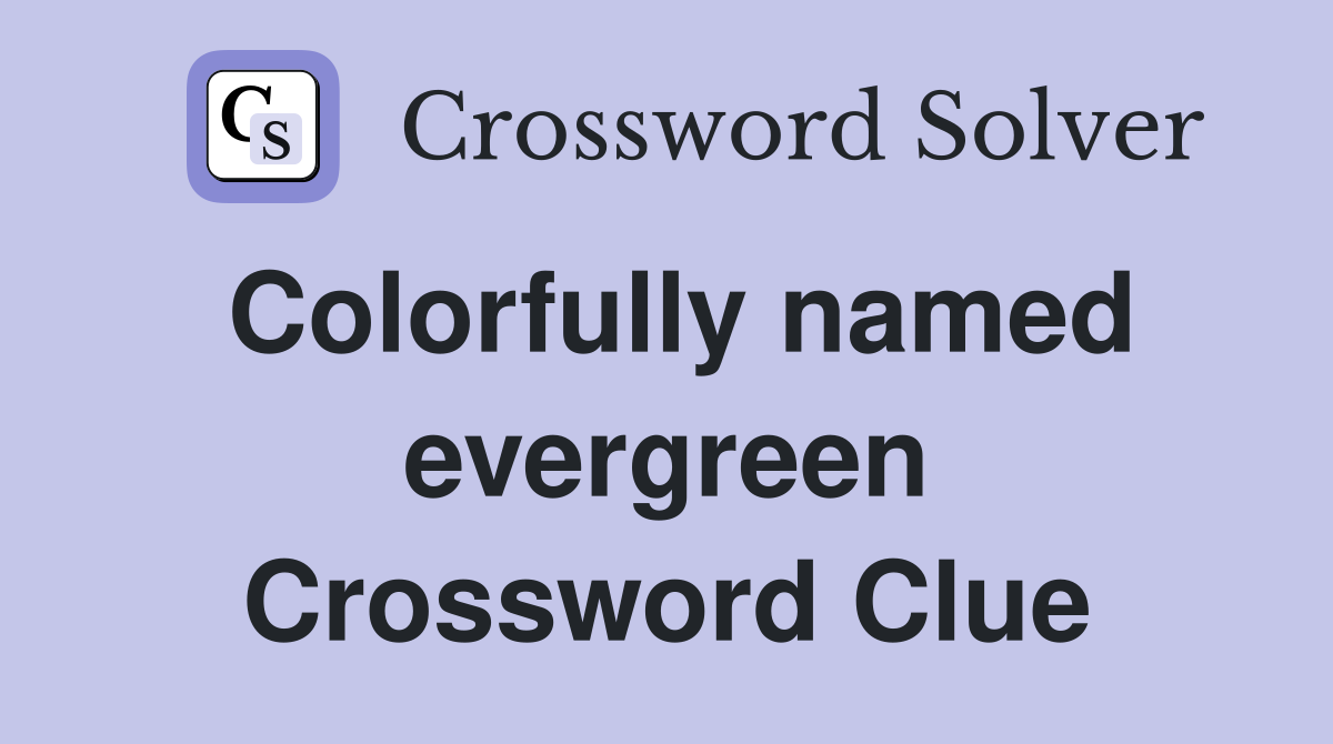 Colorfully named evergreen Crossword Clue