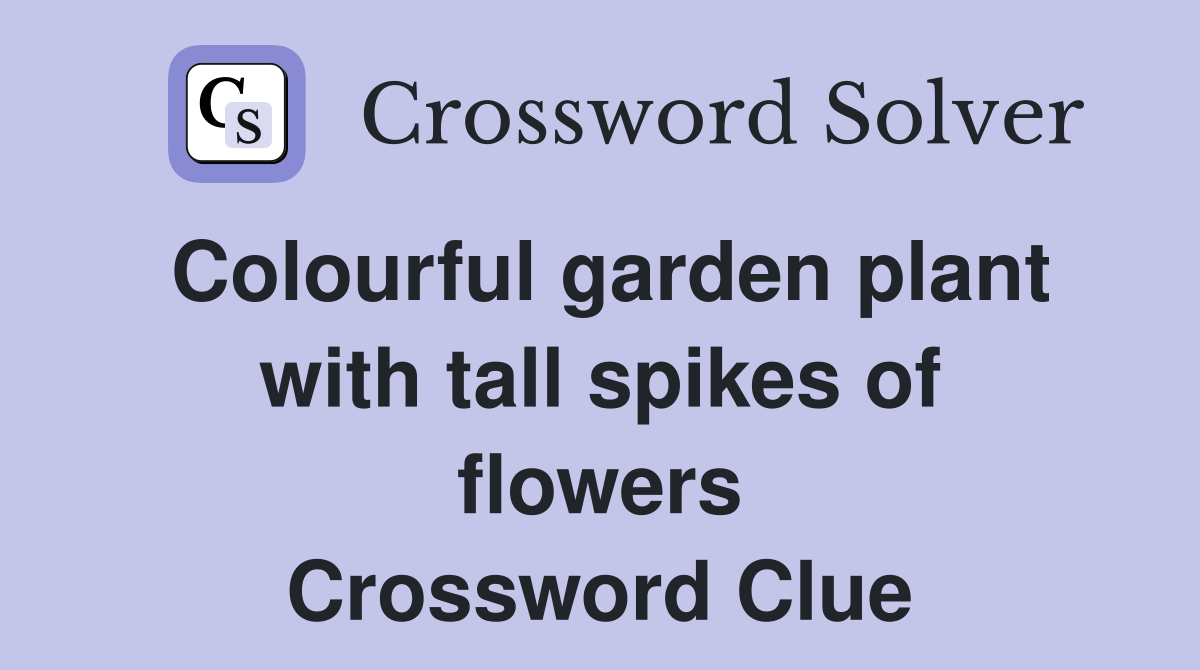 Colourful garden plant with tall spikes of flowers Crossword Clue