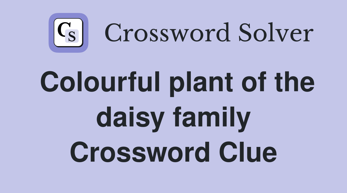 Colourful plant of the daisy family Crossword Clue