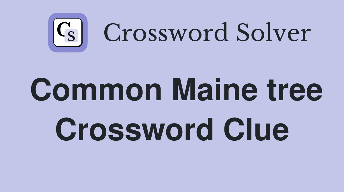 Common Maine tree Crossword Clue