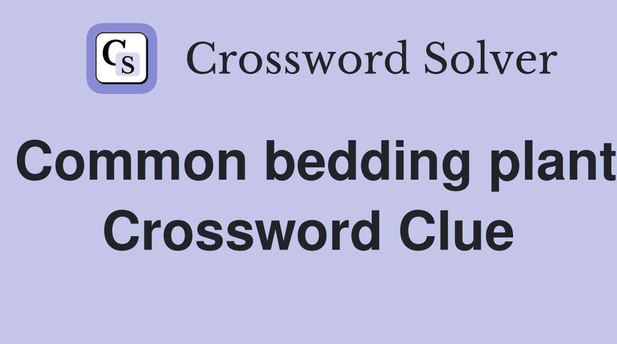 Common bedding plant Crossword Clue