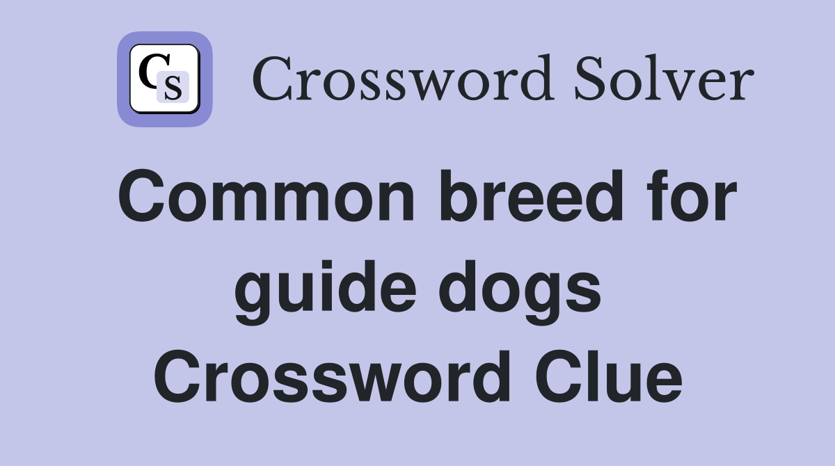Common breed for guide dogs Crossword Clue