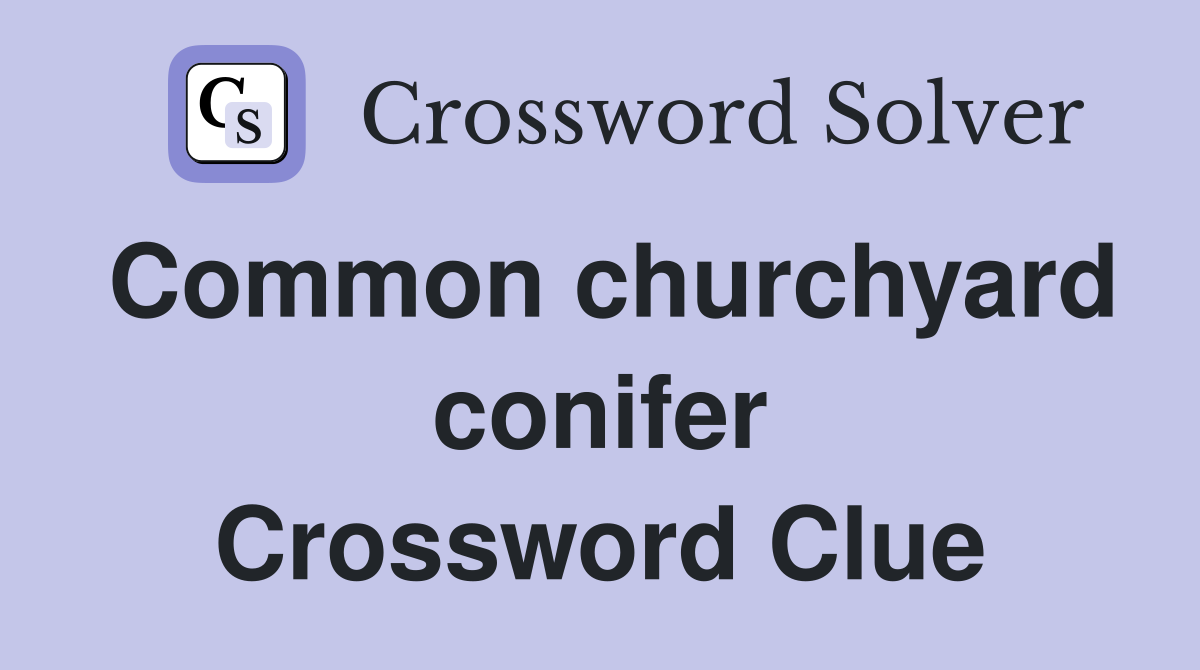 Common churchyard conifer Crossword Clue