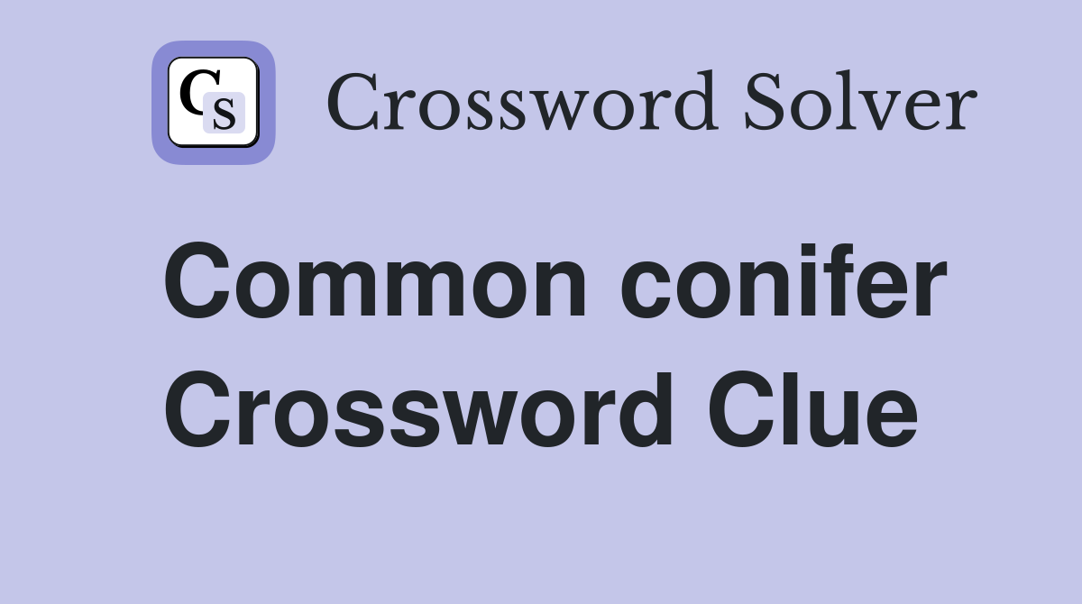 Common conifer Crossword Clue