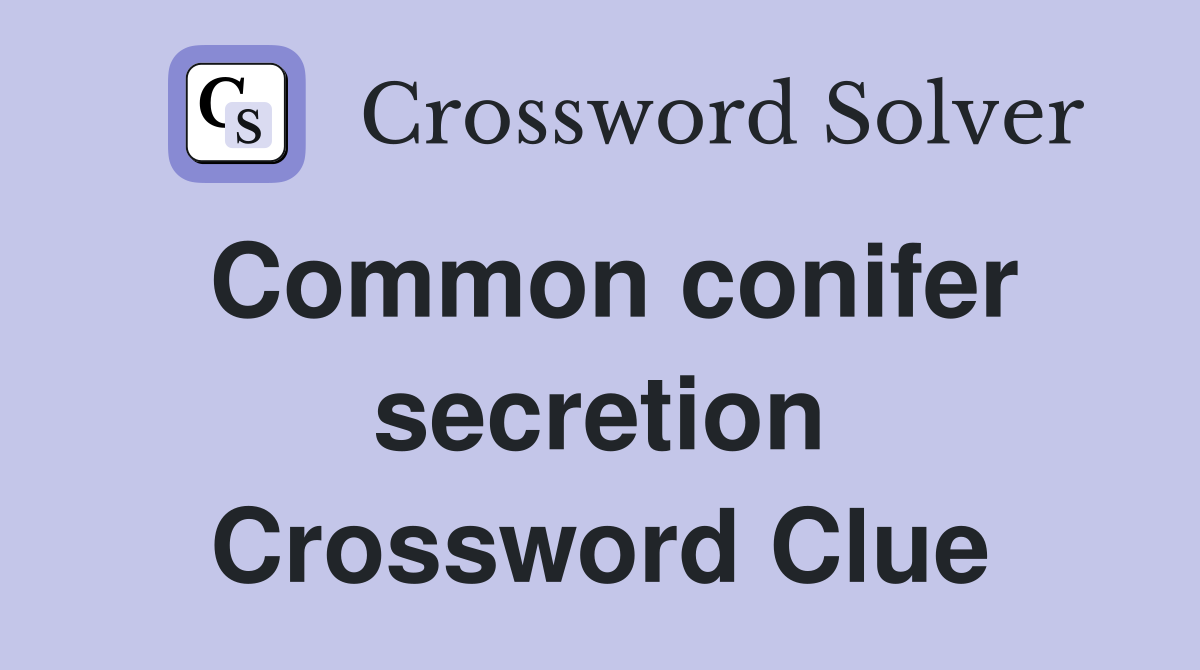 Common conifer secretion Crossword Clue