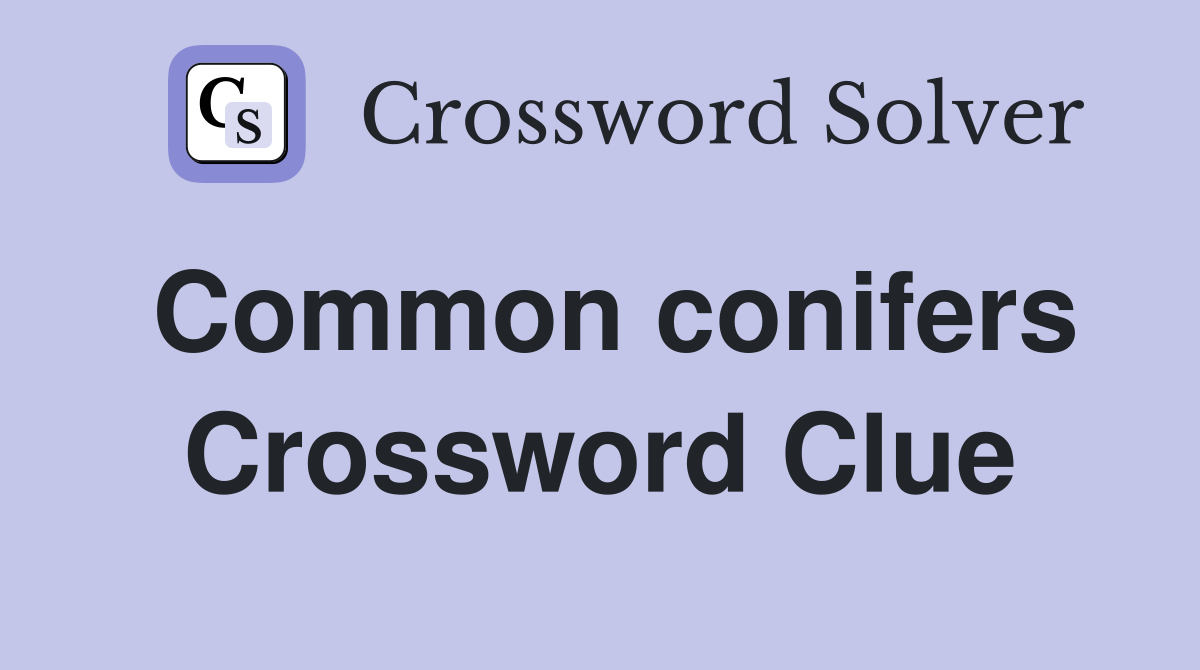 Common conifers Crossword Clue