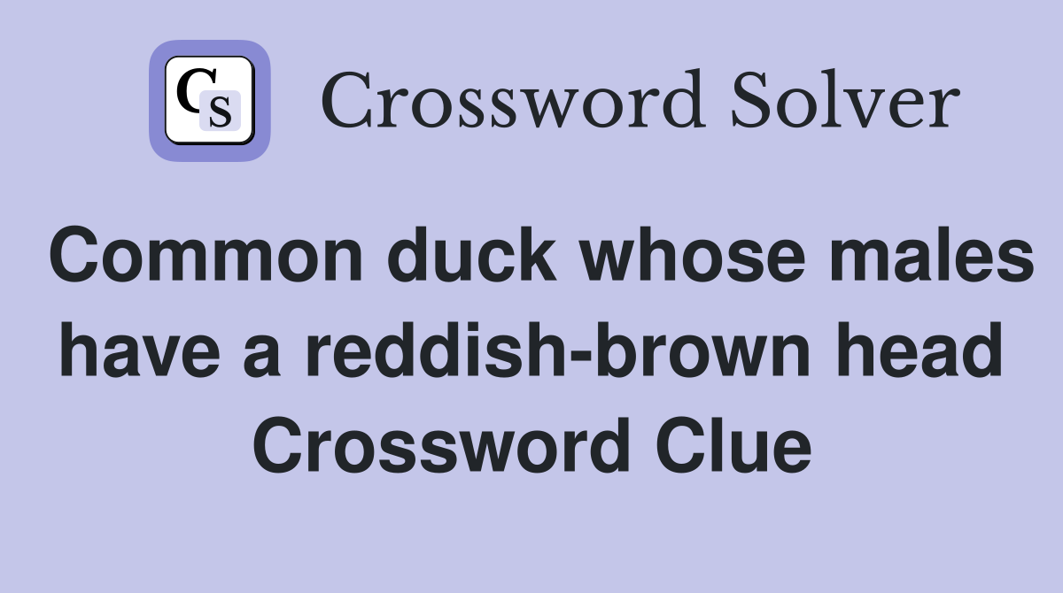 Common duck whose males have a reddish-brown head Crossword Clue