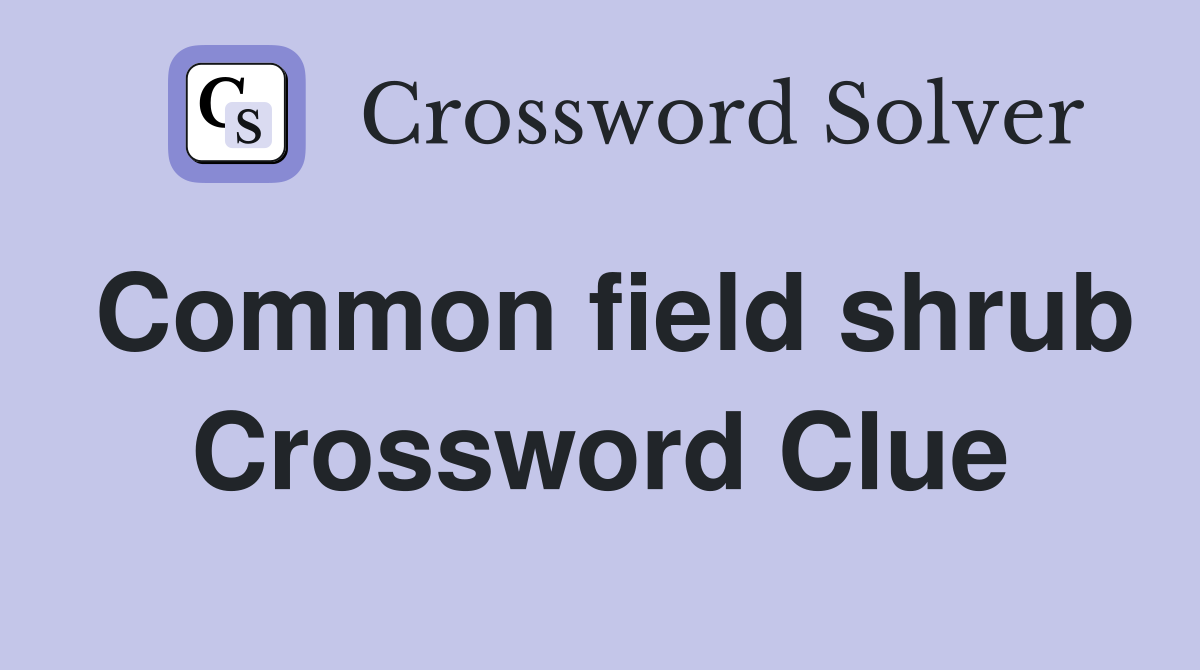 Common field shrub Crossword Clue