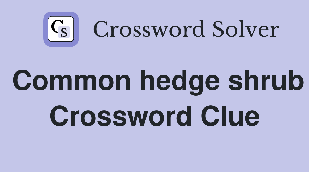 Common hedge shrub Crossword Clue