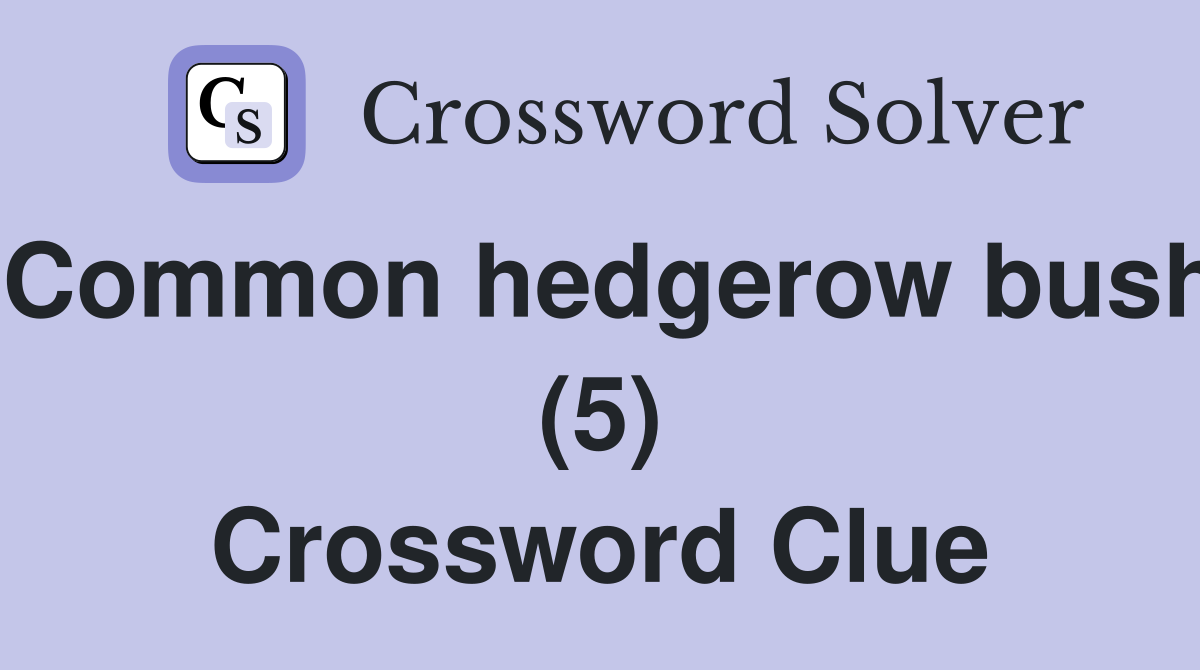Common hedgerow bush (5) Crossword Clue