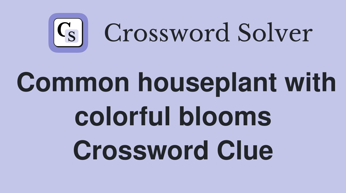 Common houseplant with colorful blooms Crossword Clue