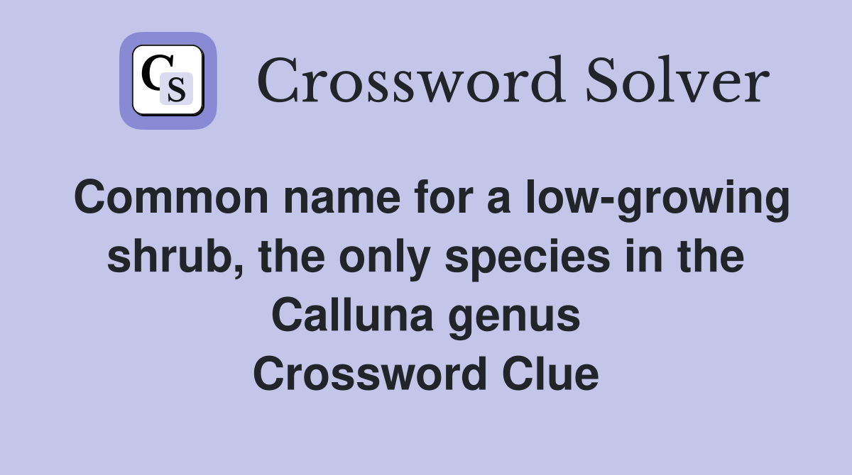 Common name for a low-growing shrub, the only species in the Calluna genus Crossword Clue