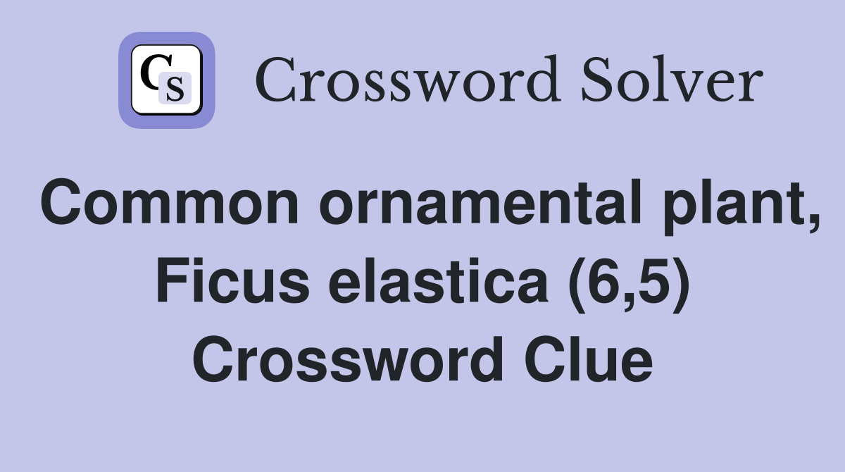 Common ornamental plant, Ficus elastica (6,5) Crossword Clue