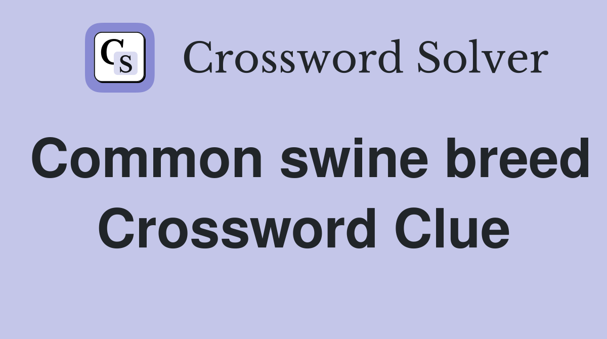 Common swine breed Crossword Clue