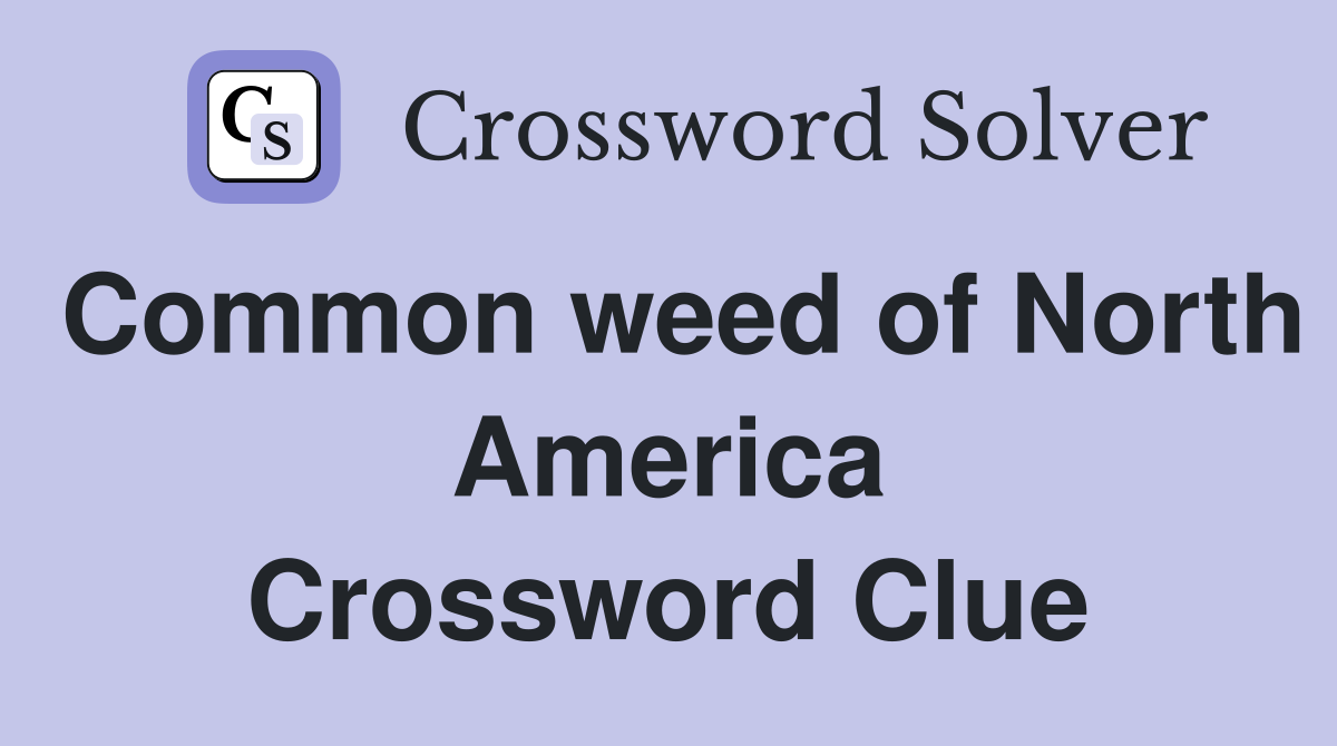 Common weed of North America Crossword Clue