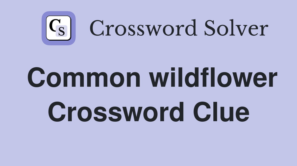Common wildflower Crossword Clue