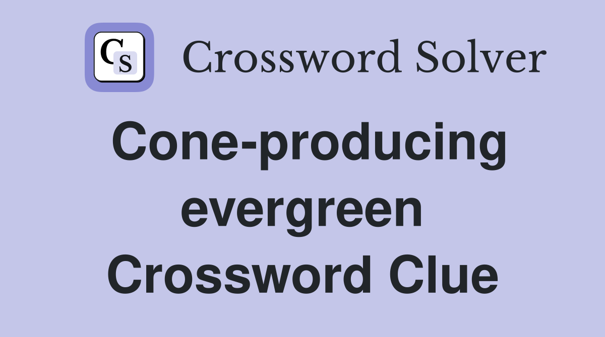 Cone-producing evergreen Crossword Clue