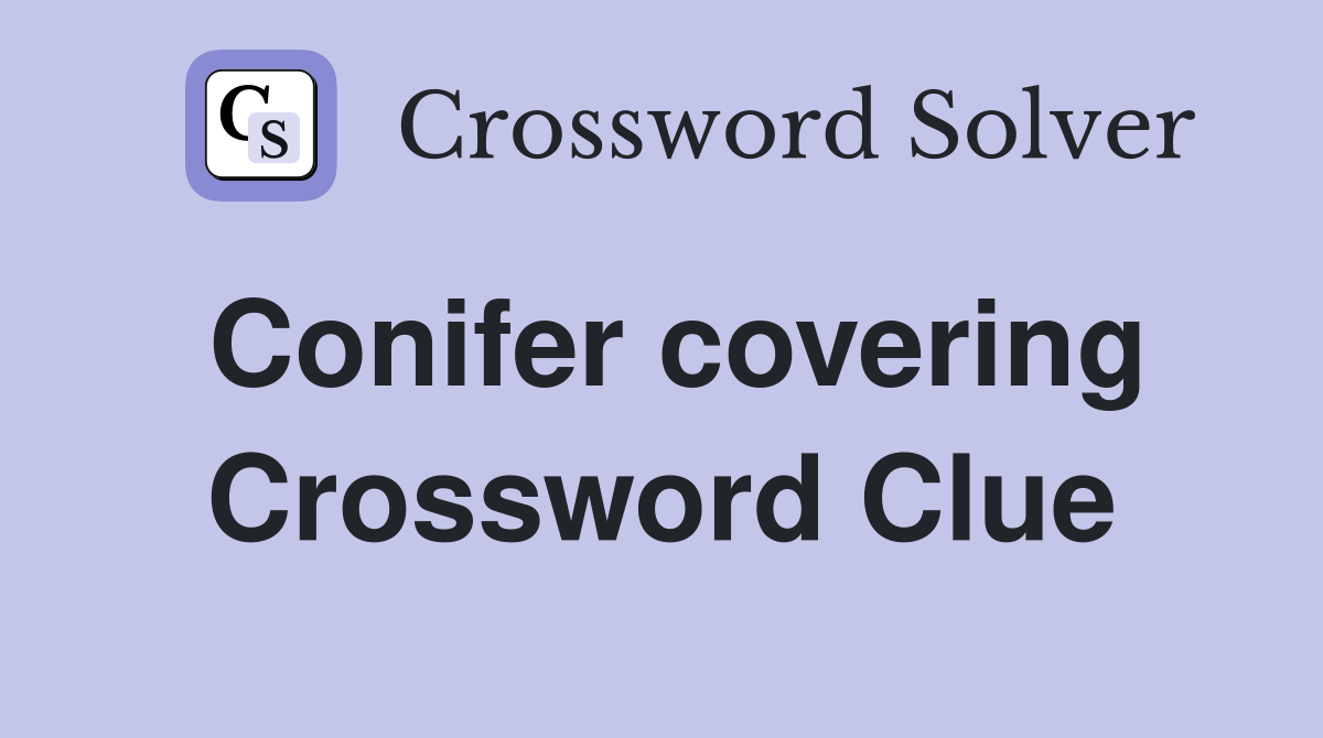 Conifer covering Crossword Clue