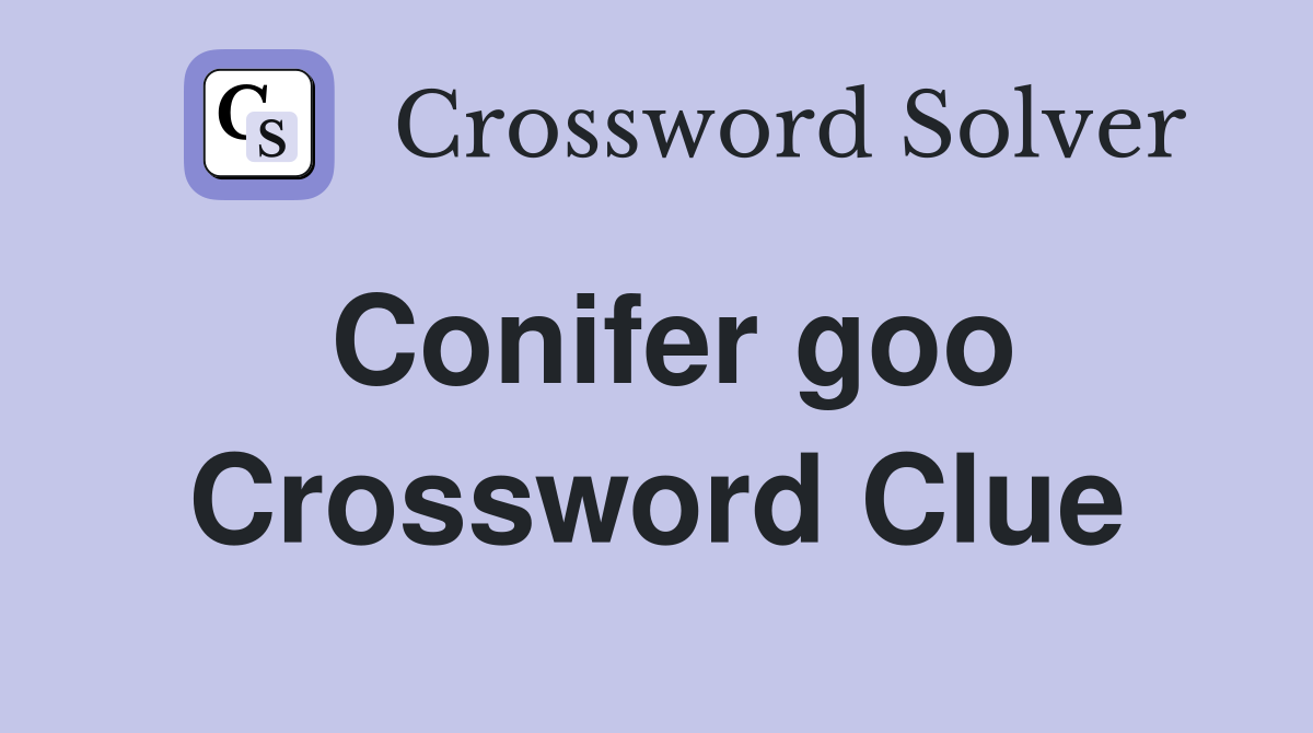 Conifer goo Crossword Clue