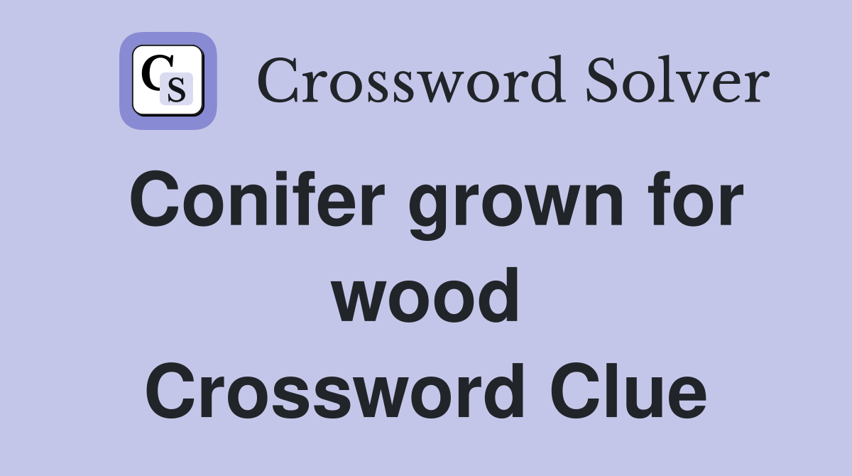 Conifer grown for wood Crossword Clue