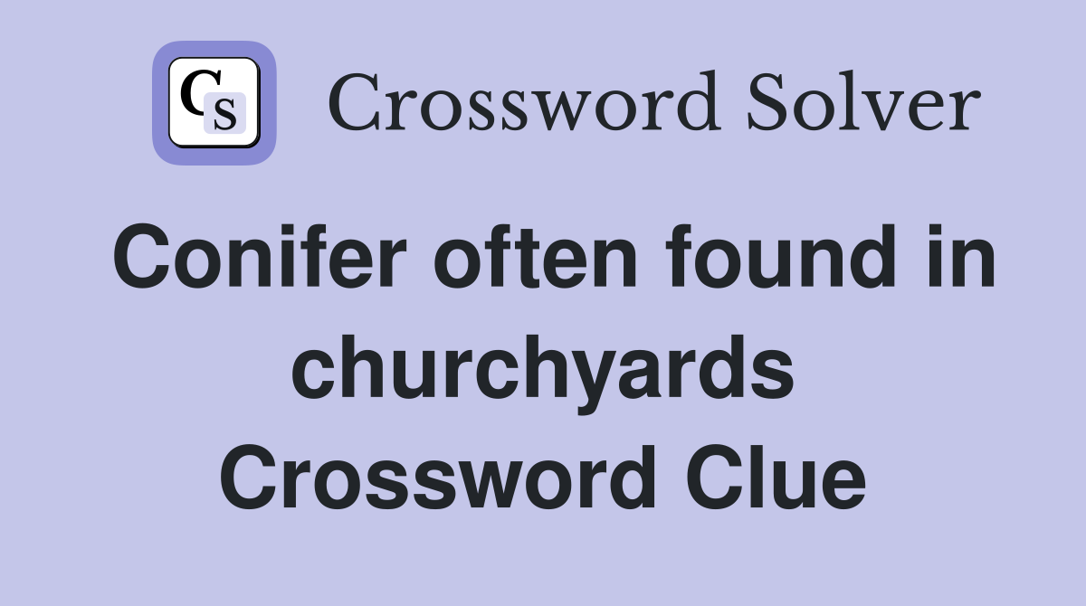 Conifer often found in churchyards Crossword Clue