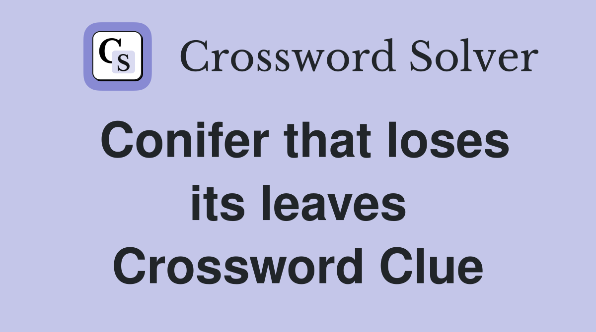 Conifer that loses its leaves Crossword Clue