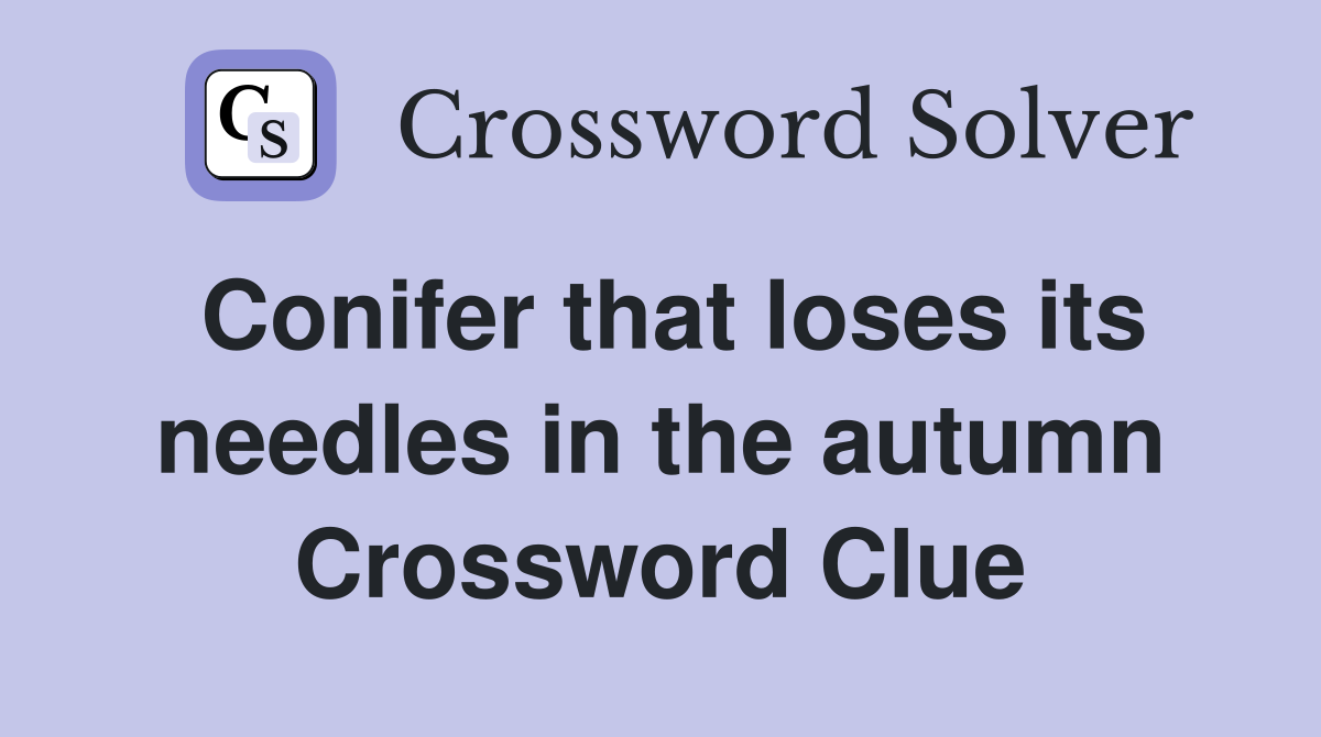 Conifer that loses its needles in the autumn Crossword Clue