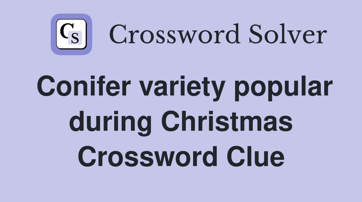 Conifer variety popular during Christmas Crossword Clue