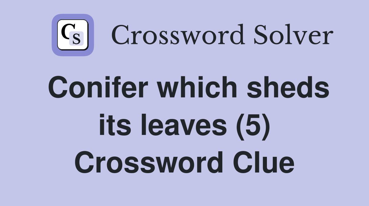 Conifer which sheds its leaves (5) Crossword Clue
