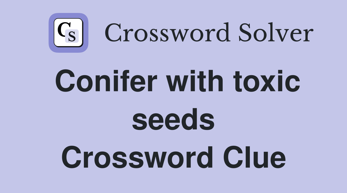 Conifer with toxic seeds Crossword Clue