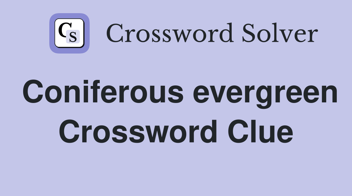 Coniferous evergreen Crossword Clue