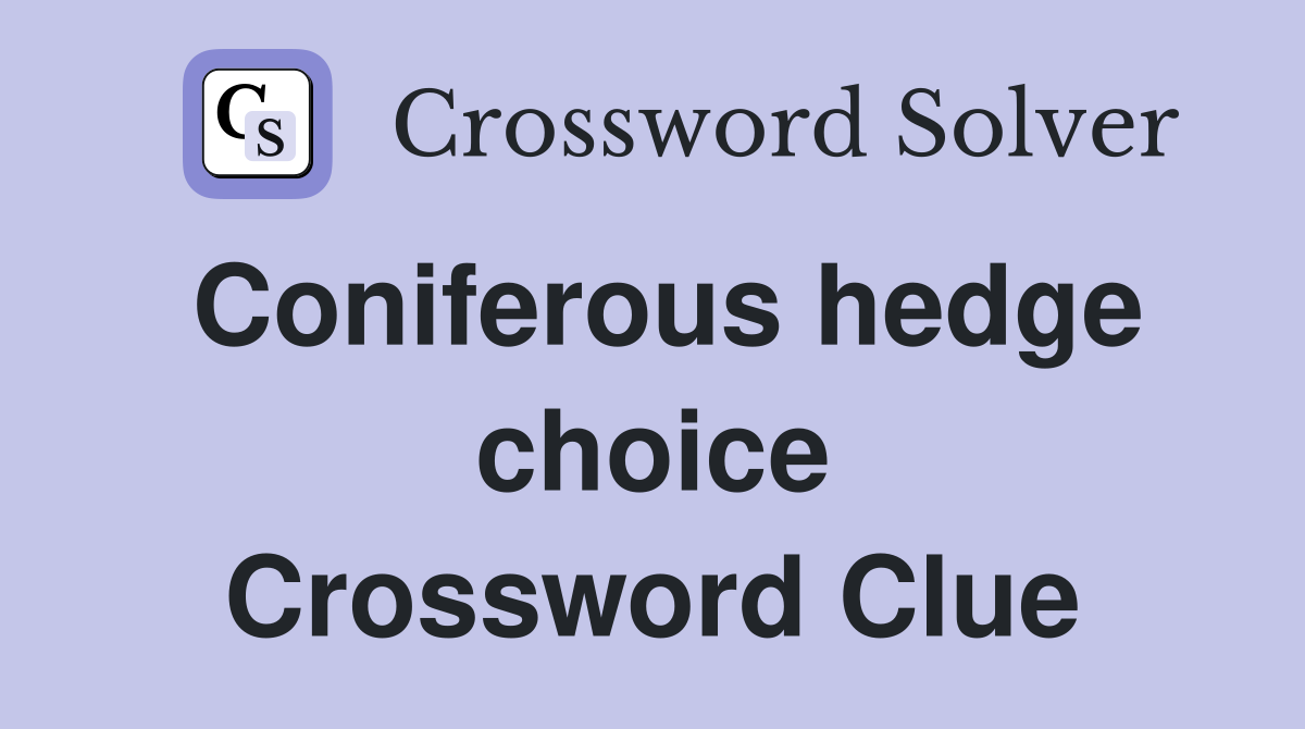Coniferous hedge choice Crossword Clue