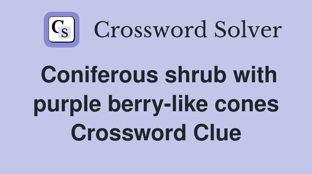 Coniferous shrub with purple berry-like cones Crossword Clue