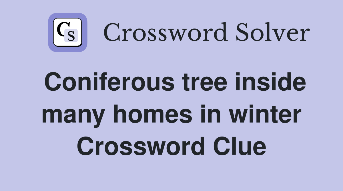 Coniferous tree inside many homes in winter Crossword Clue