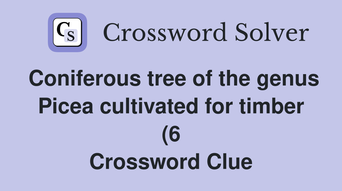 Coniferous tree of the genus Picea cultivated for timber (6 Coniferous tree of the genus Picea cultivated for timber (6