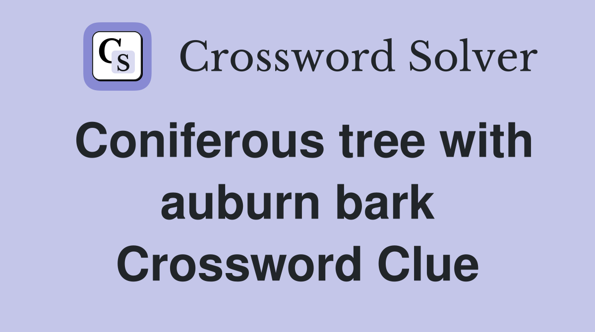 Coniferous tree with auburn bark Crossword Clue