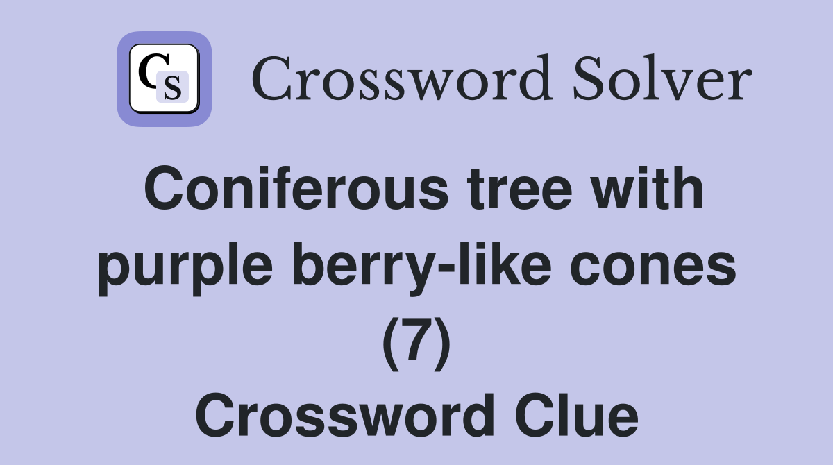 Coniferous tree with purple berry-like cones (7) Crossword Clue
