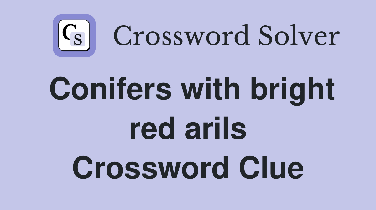 Conifers with bright red arils Crossword Clue