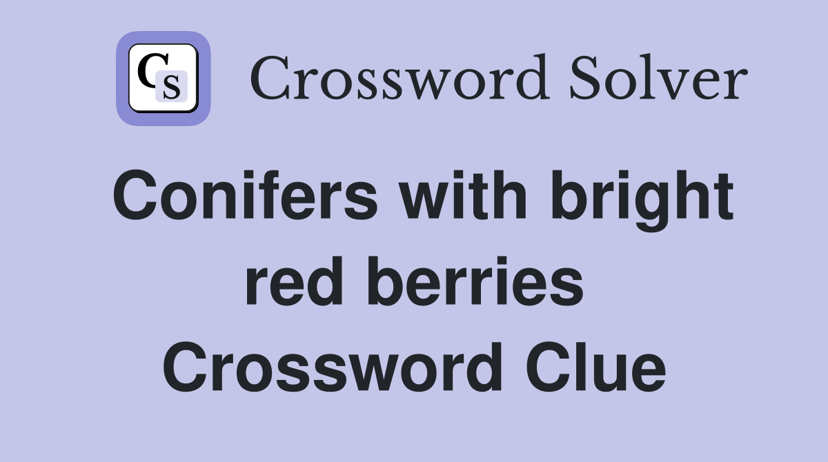 Conifers with bright red berries Crossword Clue