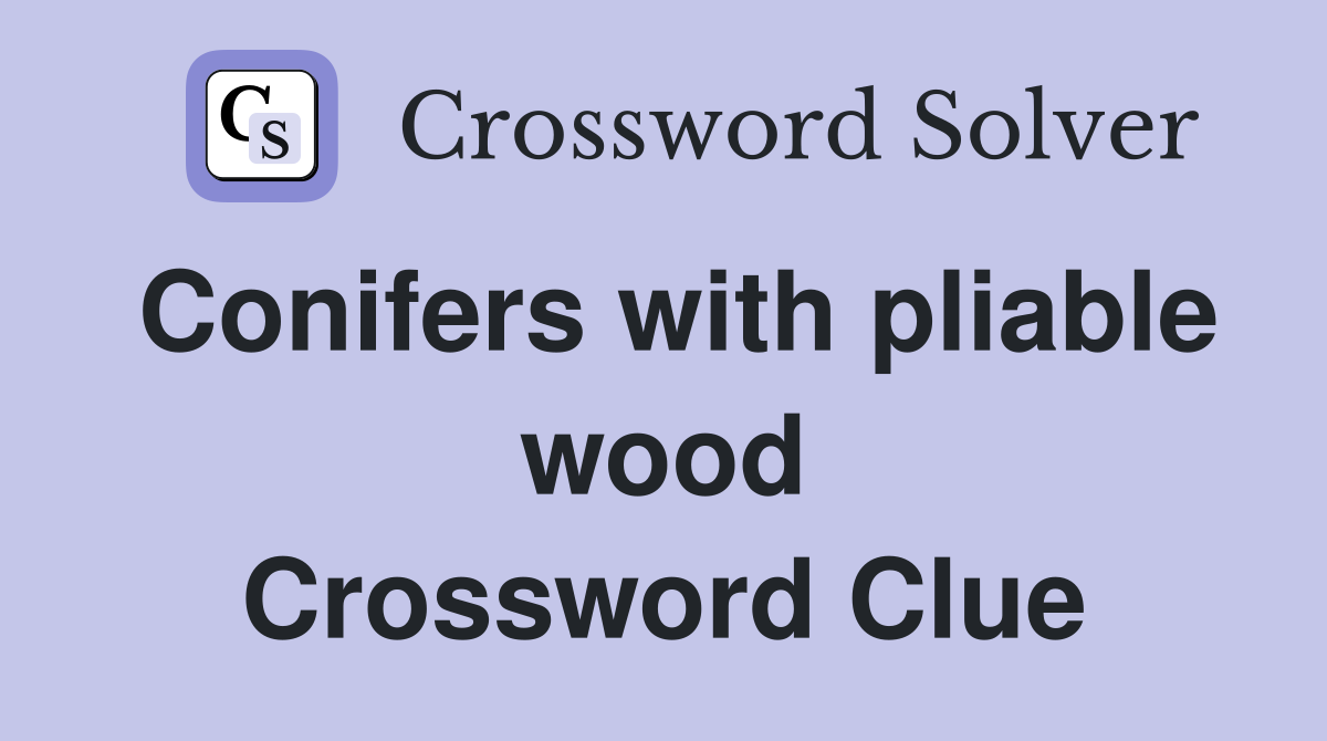 Conifers with pliable wood Crossword Clue